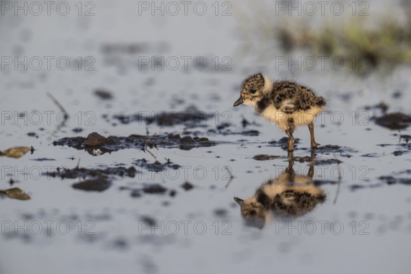 Young lapwing (Vanellus vanellus), Lower Saxony, Germany, Europe