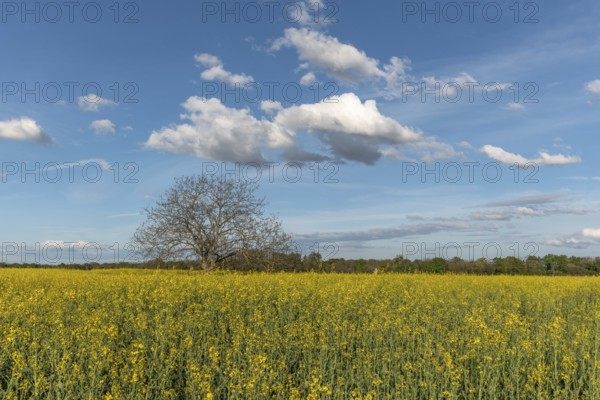 A field with yellow flowers and a tree in the centre. The sky is blue with some clouds. Bas Rhin, Alsace, France, Europe