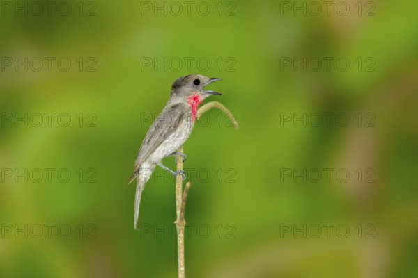 Rose-throated Becard Pachyramphus aglaiae La Bajada, Nayarit, Mexico 8 June Adult Male singing. Tityridae