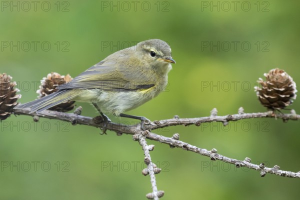 Common Chiffchaff (Phylloscopus collybita) perched on a branch, Lower Saxony, Germany, Europe