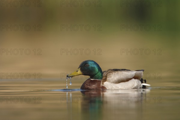 Mallard (Anas platyrhynchos) male, Utrecht, Netherlands
