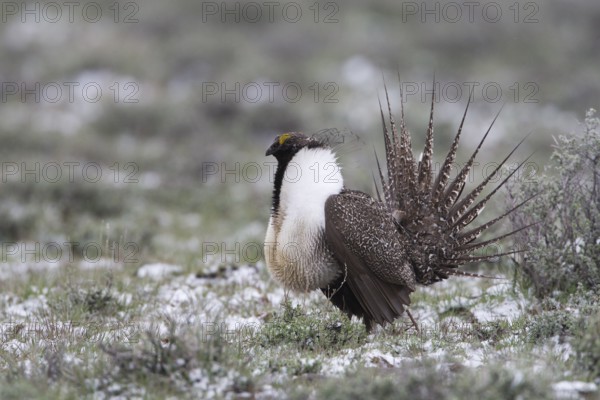 May 1, 2010 Male Sage Groouse displaying on snowy lek