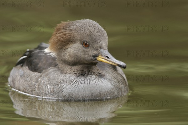 Hooded Merganser (Lophodytes cucullatus) female, Arizona, USA, North America