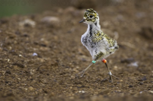 European Golden Plover (Pluvialis apricaria) juvenile, Lower Saxony, Germany, Europe