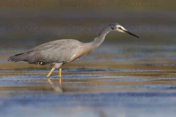 White-faced Heron (Egretta novaehollandiae), Australia, Oceania
