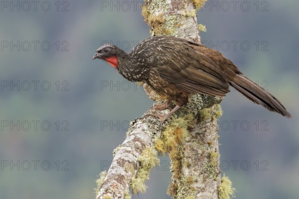 Dusky-legged Guan (Penelope obscura) perched on a branch in the Atlantic rainforest of southeast Brazil