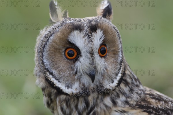Waldohreule Kopfportrait von vorn, lat. Asio otus, Wiese