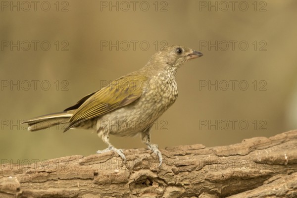 Spotted Honeyguide (Indicator maculatus), Gambia, Africa