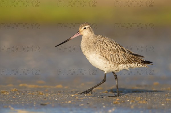 Bar-tailed Godwit (Limosa lapponica) foraging, Queensland, Australia, Oceania