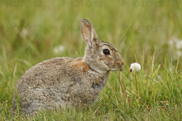 Cute rabbit with flower dandelion sitting in grass during Easter