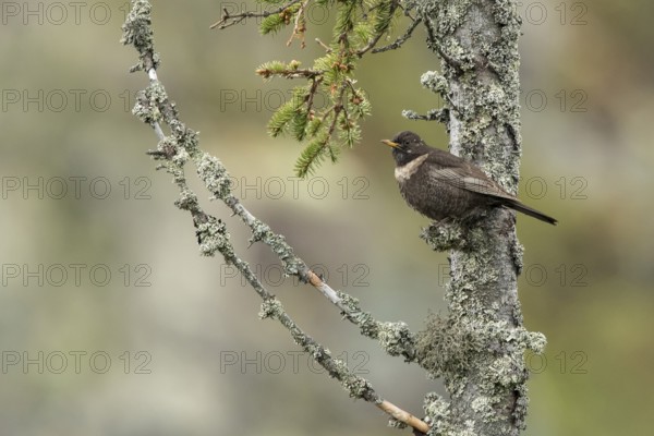 Ring Ouzel (Turdus torquatus), Dalarna, Sweden, Europe