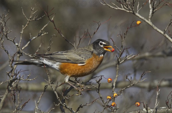 American Robin (Turdus migratorius), Ohio, USA, North America