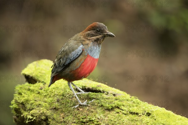 Whiskered Pitta (Erythropitta kochi) male perched on mossy stone, Quezon, Philippines, Asia