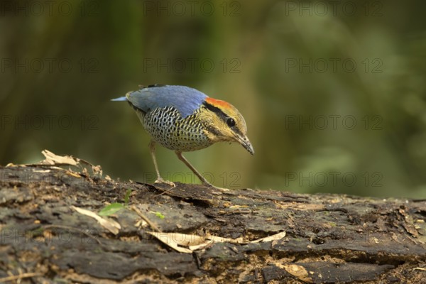 Blue Pitta (Hydrornis cyaneus) male perched on an old tree trunk, Kaeng Krachan, Thailand, Asia
