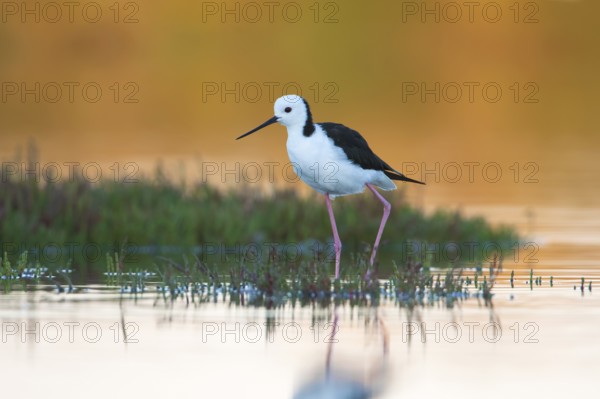 White-headed Stilt (Himantopus leucocephalus), Victoria, Australia, Oceania