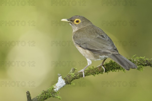 Spectacled Thrush (Turdus nudigenis nudigenis) perched on a branch, Trinidad and Tobago, Central America