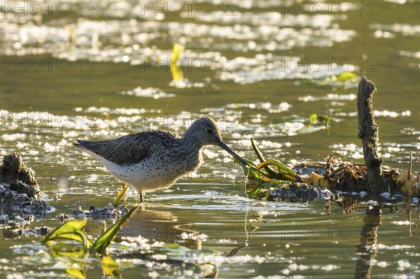 Greenshank (Tringa nebularia), water, backlight, Lower Austria