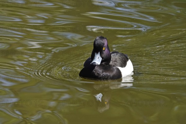 Tufted duck (Aythya fuligula) swimming on a lake, spring, Germany, Europe
