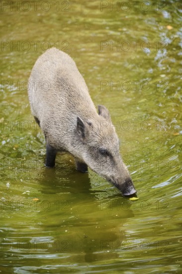 Wild boar (Sus scrofa) standing in the water, Bavarian Forest, Bavaria, Germany, Europe