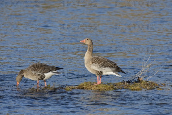 Greylag goose (Anser anser), pair of greylag geese standing in the river, North Rhine-Westphalia, Germany, Europe