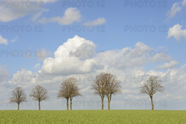 Row of trees, bare lime trees (Tilia) on a green grain field, blue cloudy sky, North Rhine-Westphalia, Germany, Europe