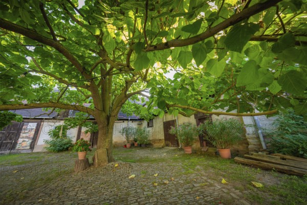 Green tree provides shade in a historic courtyard garden with plant pots and old buildings, Harz Mountains, Germany, Europe
