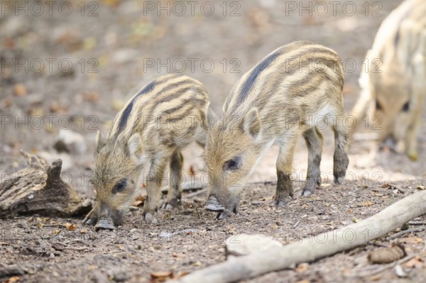 Wild boar (Sus scrofa) squeaker in a forest, Bavaria, Germany, Europe
