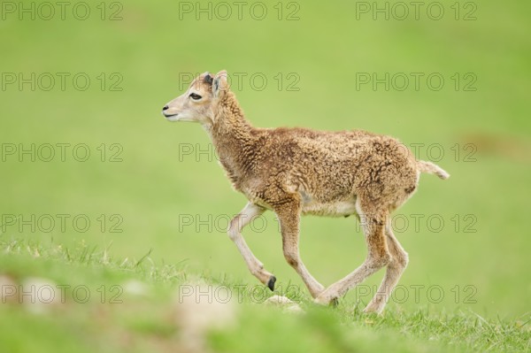 European mouflon (Ovis aries musimon) running standing on a meadow, tirol, Kitzbühel, Wildpark Aurach, Austria, Europe