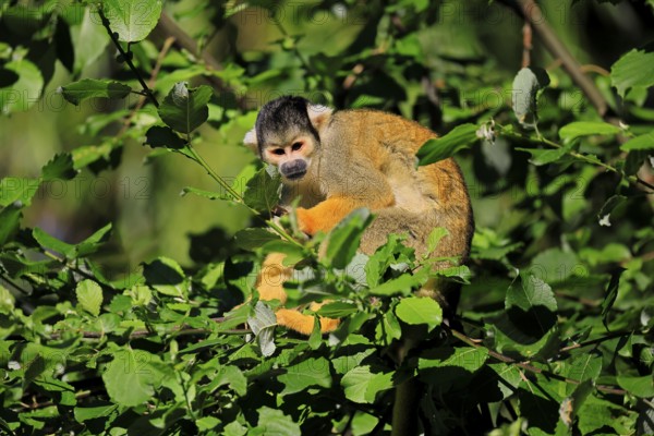 Black-capped squirrel monkey (Saimiri boliviensis), adult, on tree, alert, Bolivia, South America