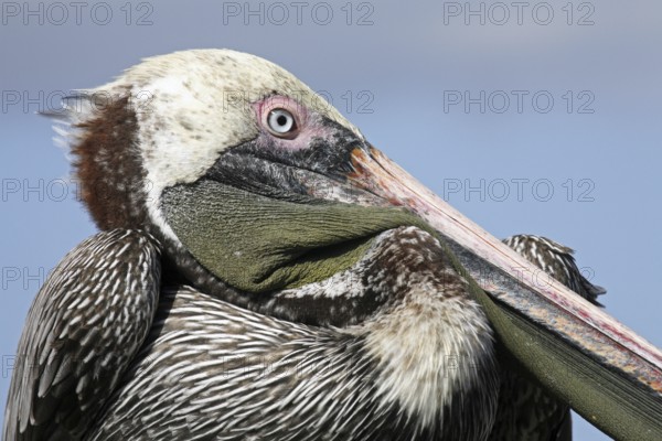 Brown pelican (Pelecanus occidentalis) close up portrait, Puerto Egas on Santiago Island, San Salvador Island, Galápagos Islands, Ecuador, Latin America, South America
