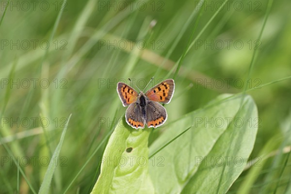 Butterfly, Small fire butterfly (Lycaena phlaeas), blue, wings, orange, grass, Germany, The small fire butterfly sits with spread wings on a leaf in the meadow, Europe