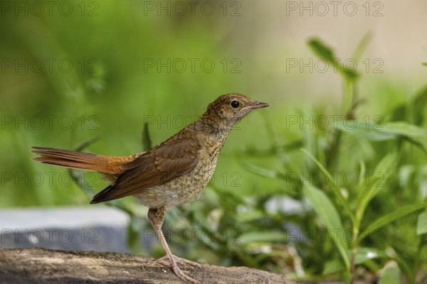 Nightingale (Luscinia megarhynchos) Hungary