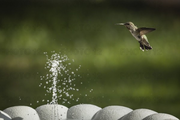 Hummingbird in flight