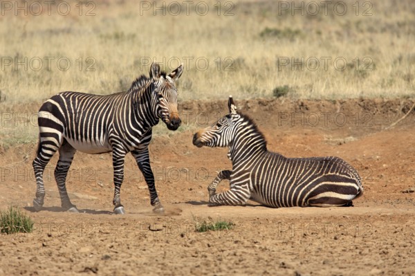 Cape mountain zebras (Equus zebra zebra), Mountain Zebra National Park, South Africa, Africa