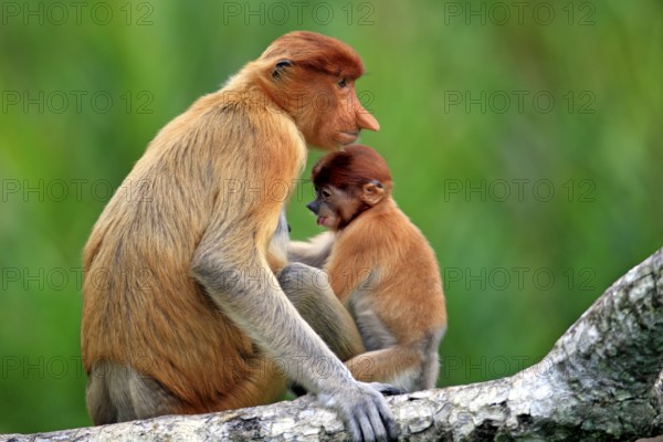 Proboscis monkeys (Nasalis larvatus), female and young, Labuk Bay, Sabah, Borneo, slender monkeys, Malaysia, Asia