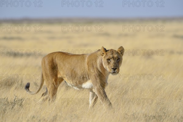Lioness (Panthera leo) in dry grassland, Etosha National Park, Namibia, Africa