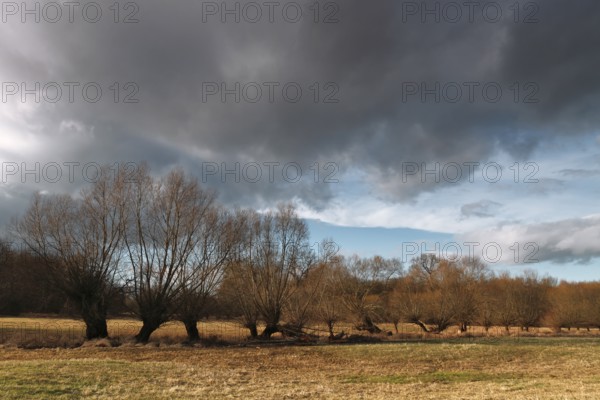 Pollarded willows along a ditch in a meadow, Middle Elbe Biosphere Reserve, Saxony-Anhalt, Germany, Europe