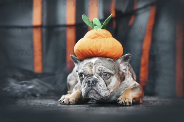 Merle French Bulldog dog wearing Halloween pumpkin costume hat in front of black and orange paper streamers