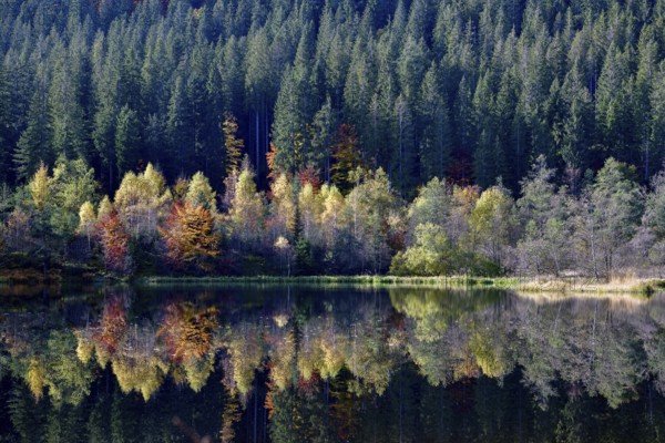 Trees reflected in the Sankenbachsee, Karsee, autumn, near Baiersbronn, Freudenstadt district, Black Forest, Baden-Württemberg, Germany, Europe