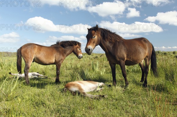 Exmoor ponies, mares with foals
