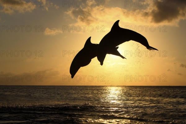 Bottlenose Dolphins (Tursiops truncatus), Honduras, Central America