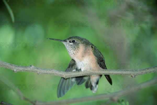 Calliope hummingbird, female, Sonora Desert, Arizona (Stellula calliope), USA, North America