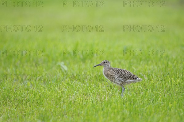 Curlew, young bird, Dingdener Heide nature reserve, North Rhine-Westphalia, Germany, Europe