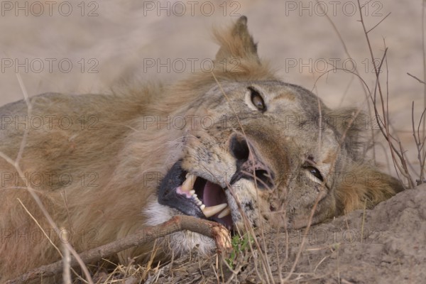 Resting maned lion (Panthera leo), Nsefu sector, South Luangwa National Park, Zambia, Africa