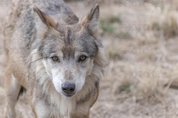Portrait of a Mongolian wolf (Canis lupus chanco) in Gevaudan Park. Marvejols, Cevennes, France, Europe