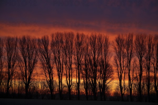 Winter row of trees in the morning glow, Lower Rhine, North Rhine-Westphalia, Germany, Europe