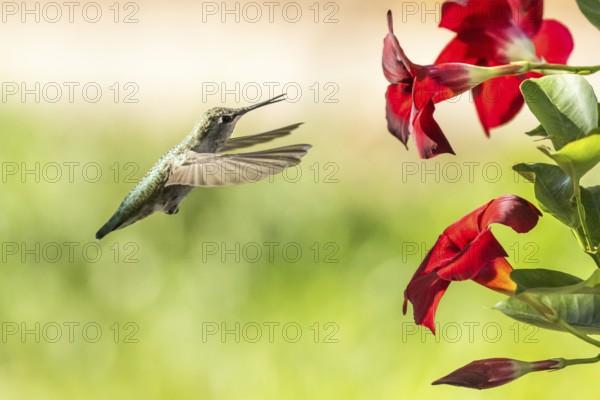 Hummingbird in flight