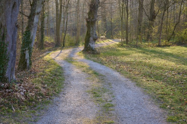 Public park with path and bench in spring, Amorbach, Odenwald, Bavaria, Germany, Europe