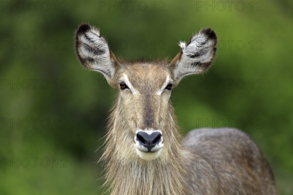Ellipsipse waterbuck, female, Sabi Sabi Game Reserve, Kruger National Park, South Africa (Kobus ellipsiprymnus ellipsiprymnus)