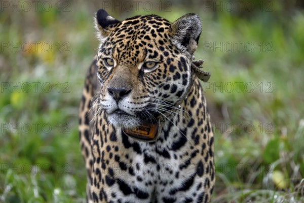 Jaguar (Panthera onca) with radio collar, Conservation Land Trust breeding station, Iberá Project, Esteros del Iberá, San Alonso Island, Corrientes Province, Argentina, South America